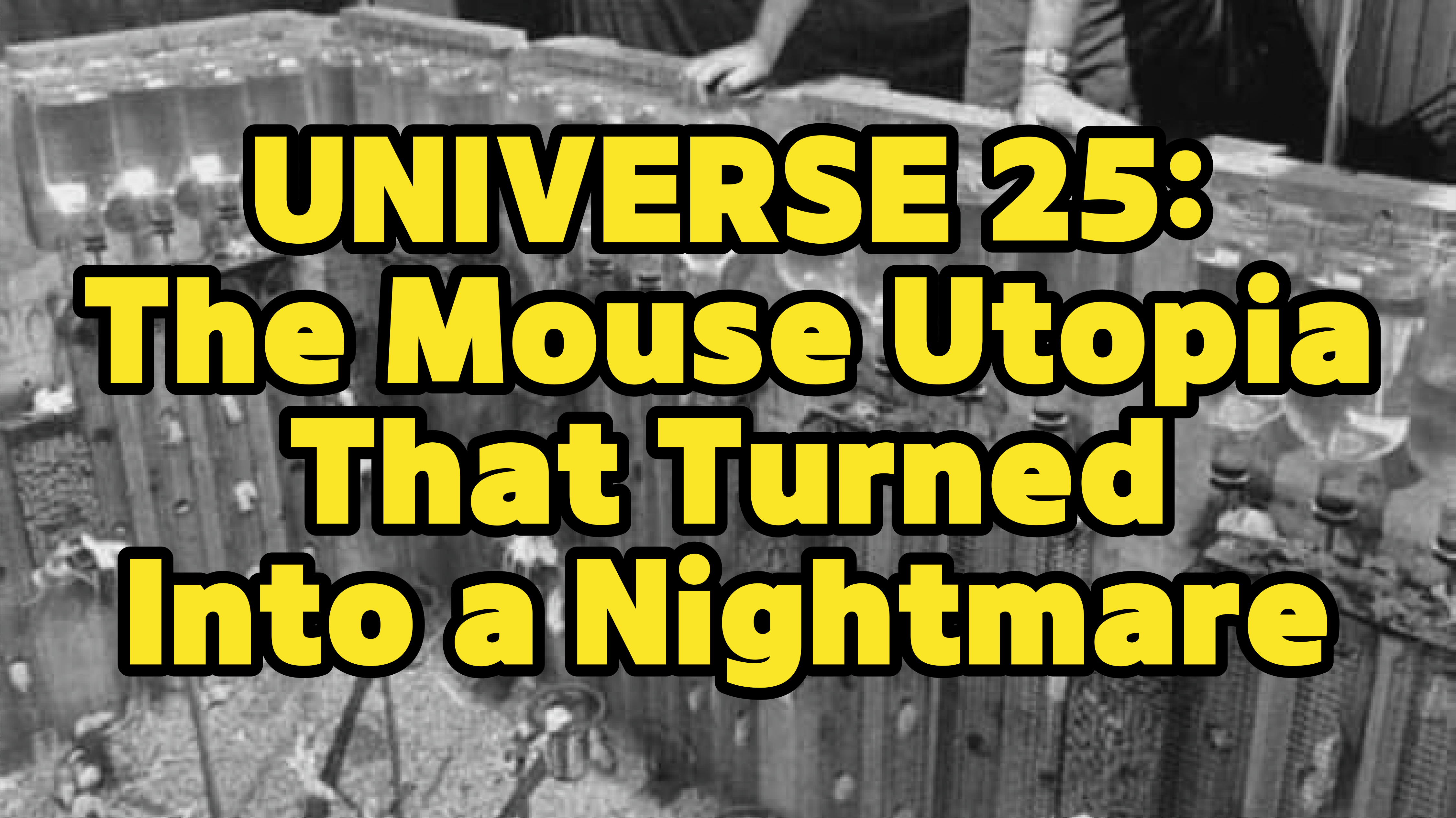 Universe 25: The Mouse Utopia That Turned Into a Nightmare